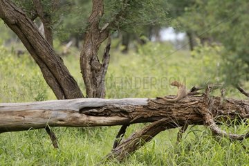 Slender Mongoose on a tree trunk Kruger National Park