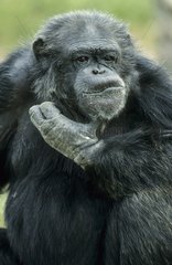 Portrait de Chimpanzé commun faisant la grimace