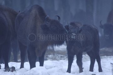 European bison and calf lin snowy undergrowth Poland
