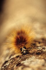 Caterpillar of butterfly of the family of Arctiidae Brazil