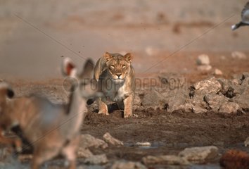 Lionne chassant un grand koudou PN d'Etosha Namibie