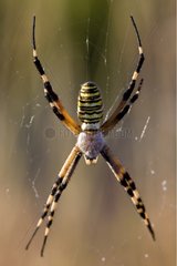 Wasp spider on his cobweb in Provence France