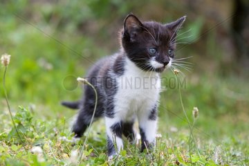 Kitten in the grass in Lautenbach Alsace France