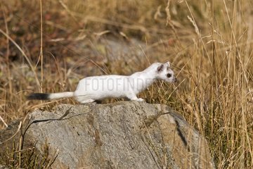 Ermine moulting in autumn careful on a rock France