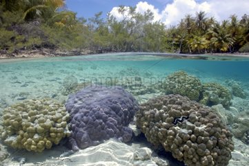 Coral Reef in lagoon Tuamotu French Polynesia