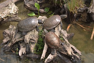 European pond turtles on a pile of dead wood in the water