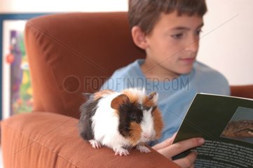 Kindeslesen mit Trikolor -Meerschweinchen