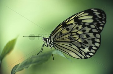 Schmetterling auf ein Blatt gelegt