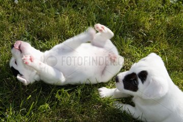 Welpe von Jack Russell Terrier rollt im Gras Frankreich