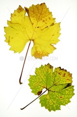 Weinblätter im Herbst Riesling Elsass