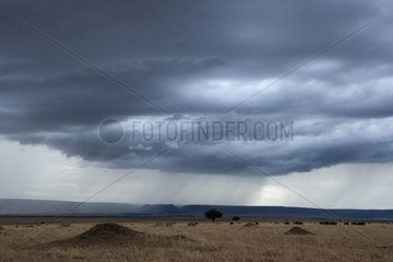 Storm over Savannah Masai Mara Kenya