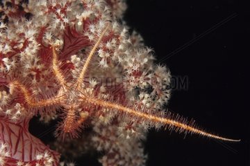 Spröder Star unter einem weichen Korallenbali Indonesien