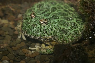 Ornate Horned Frog in a terrarium New York USA