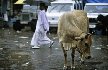 Holly cow in the rain in the streets of Vârânaçî India