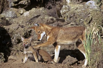 Simian jackal adult with a cub near the den Ethiopia
