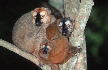 Makis roux Madagascar