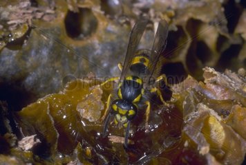 Common wasp on a comb