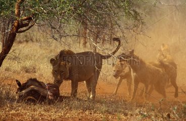 Hyènes essayant de voler la proie d'un lion Kruger NP RSA