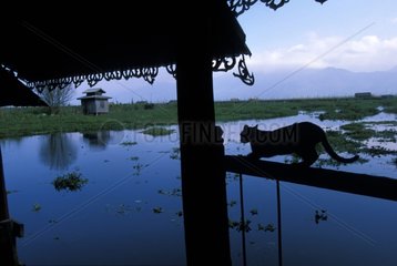 Silhouette of a cat stretching on a balustrade Burma