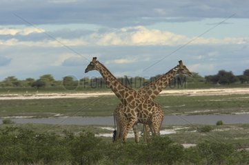 Fight young males Giraffes Etosha National Park Namibia