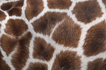Close -up -Giraffenhaut
