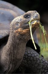 Porträt von riesigen Galapagos  die Galapagos essen