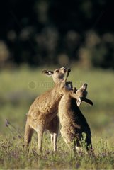 Two Eastern Grey Kangaroos playing face to face Australia