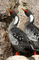Argentina  Patagonia  Puerto Deseado  cormorant pair breeding on the cliffs