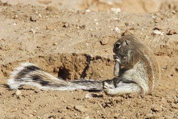 South african ground squirrel biting its leg Kgalagadi NP