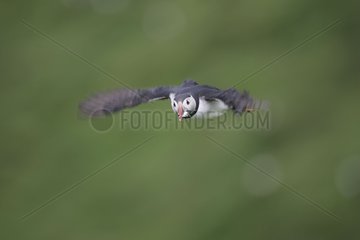 Atlantic Puffin flying during the breeding season Iceland