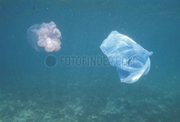 Verwirrung zwischen einer Plastiktüte und einer Quallen tötet