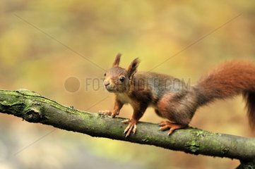 Rote Eichhörnchen im Herbst im Herbst-Frankreich Frankreich