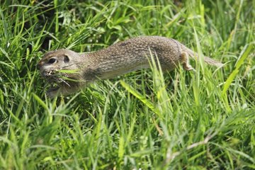 European Ground Squirrel running with nesting materials