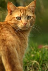 Russet-red cat looking at behind