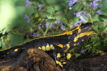 Speckled salamander yawning France
