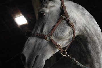 Portrait of a horse riding stables France