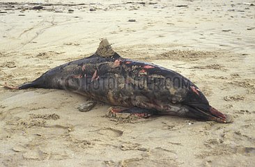 Gemeinsamer Delphin am Frankreich Strand gestrandet