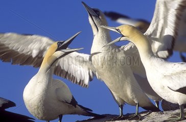 Cape gannets shouting