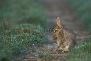 Young European Rabbit cleaning itself in a path
