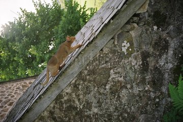 Chat Abyssin montant sur toit de maison de campagne France