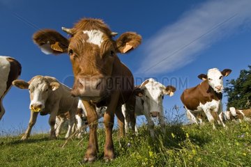 Heifers curious in meadow Haute Savoie France