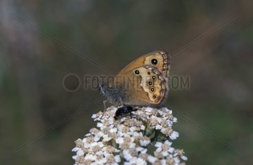 Fadet des garrigues mâle posé sur une fleur France