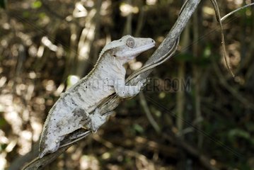 Crested Gecko camouflaged on a branch New Caledonia
