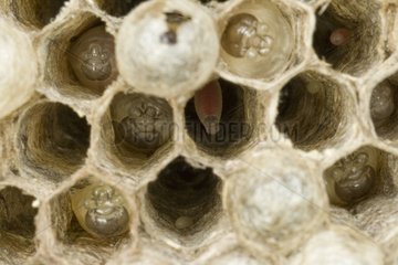 Paper wasp nest with eggs and larva at different stages