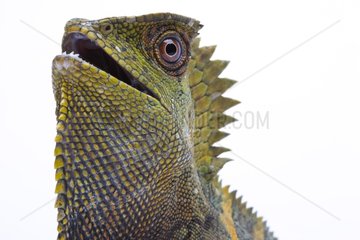 Portrait of a native Java Chameleon Forest Dragon in studio