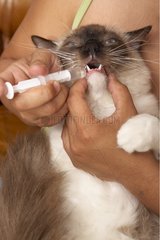 Owner administering a drug to her Ragdoll cat