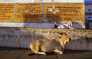 Mann und heilige Kuh in Ruhe Rajasthan Pushkar India