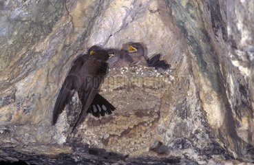 Eurasian Crag-Martin nourishing its fledgling at nest