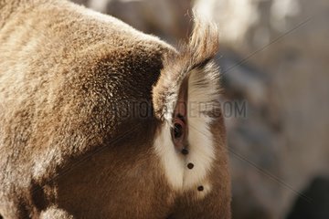 Male Ibex of the Alps defecating