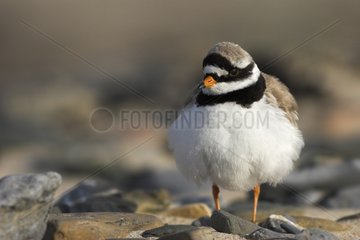 Common ringed plover male inflating its bridal livery France